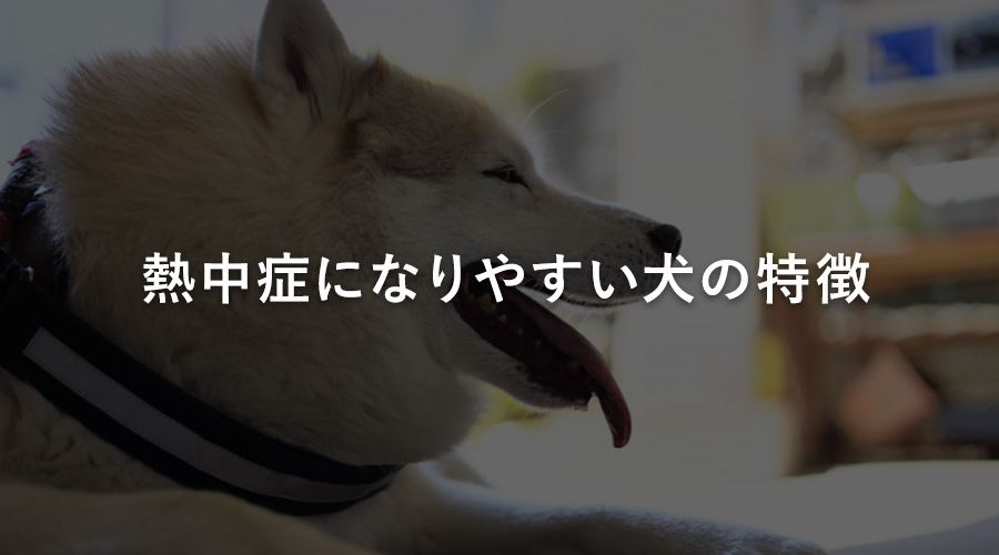 熱中症になりやすい犬の特徴
