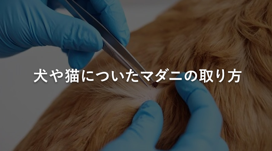 犬や猫についたマダニの取り方