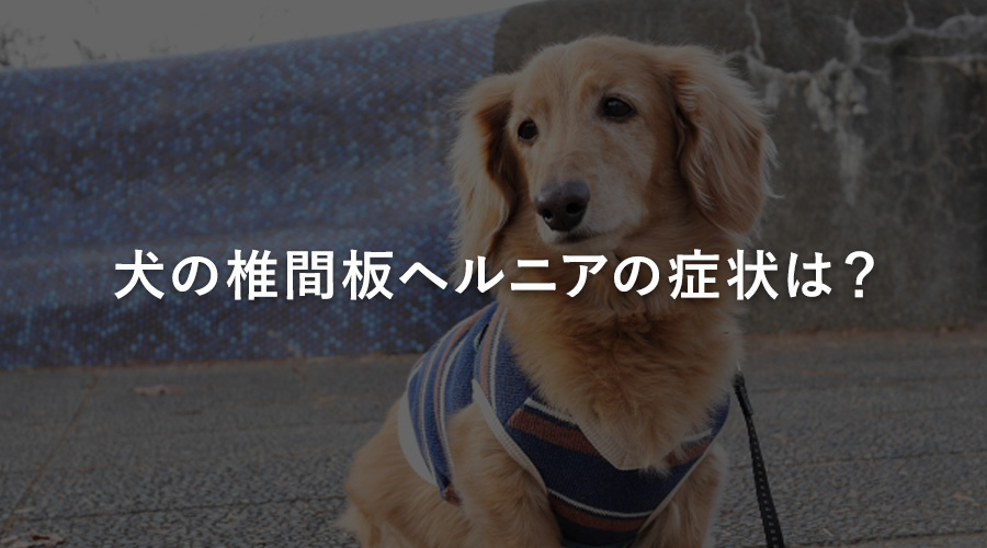 犬の椎間板ヘルニアの症状は？
