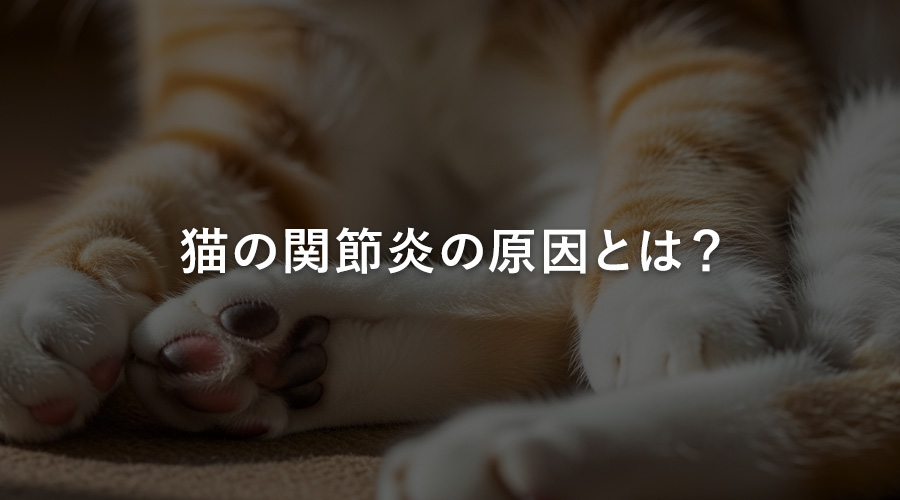 猫の関節炎の原因とは?