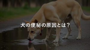 犬の便秘の原因とは？