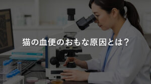 猫の血便のおもな原因とは？