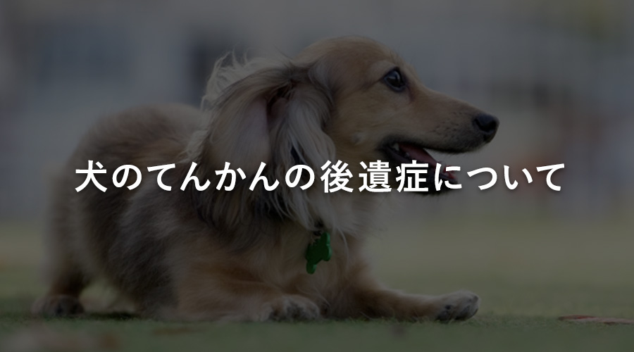 犬のてんかんの後遺症について