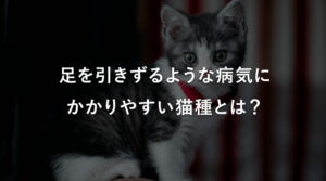 足を引きずるような病気にかかりやすい猫種とは？