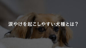 涙やけを起こしやすい犬種とは？