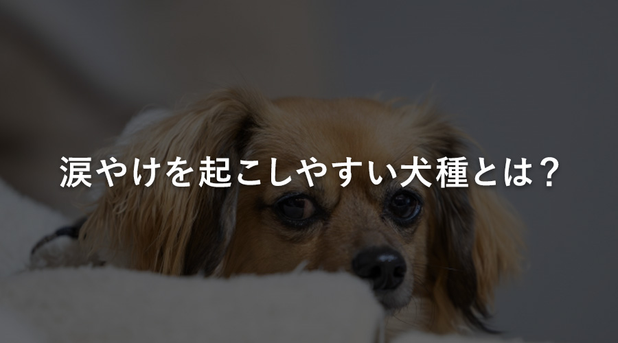 涙やけを起こしやすい犬種とは？